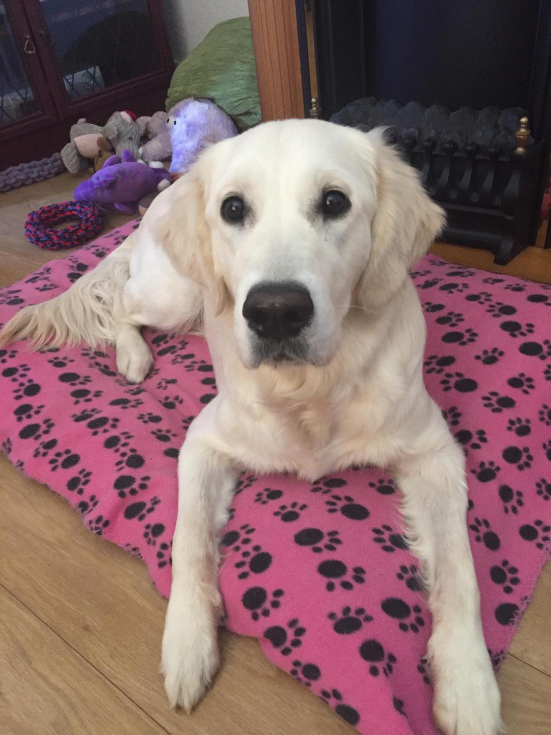 52987120_550157615504733_6632854738381570048_n