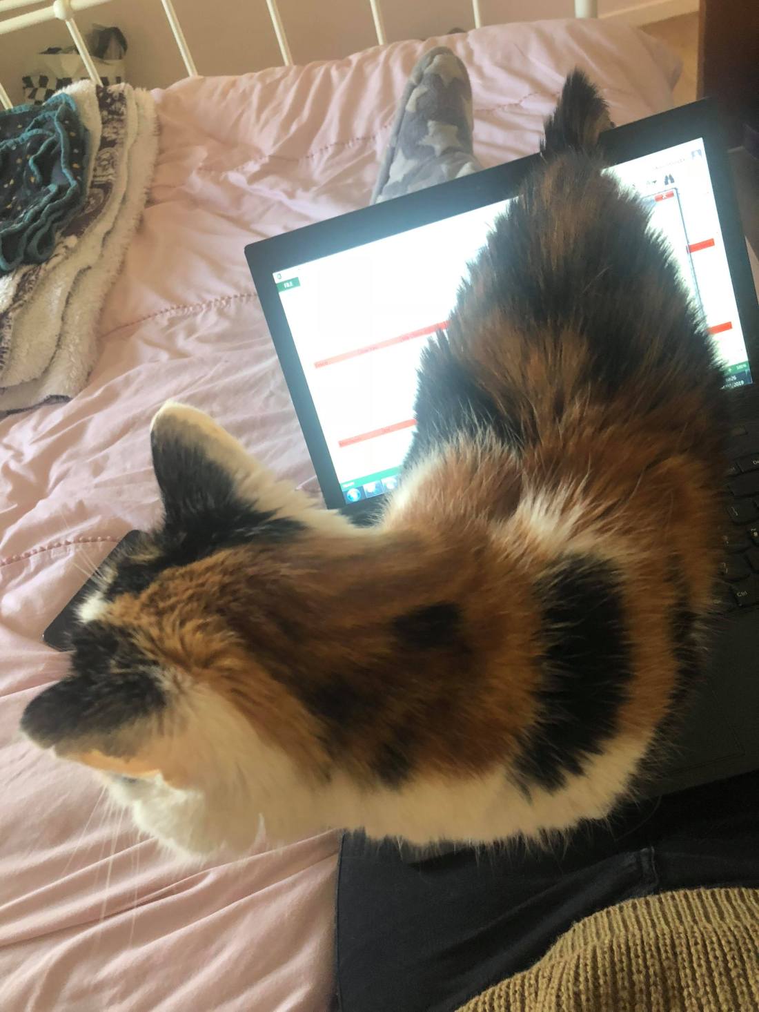 53110592_264144004504112_1735390323451887616_n