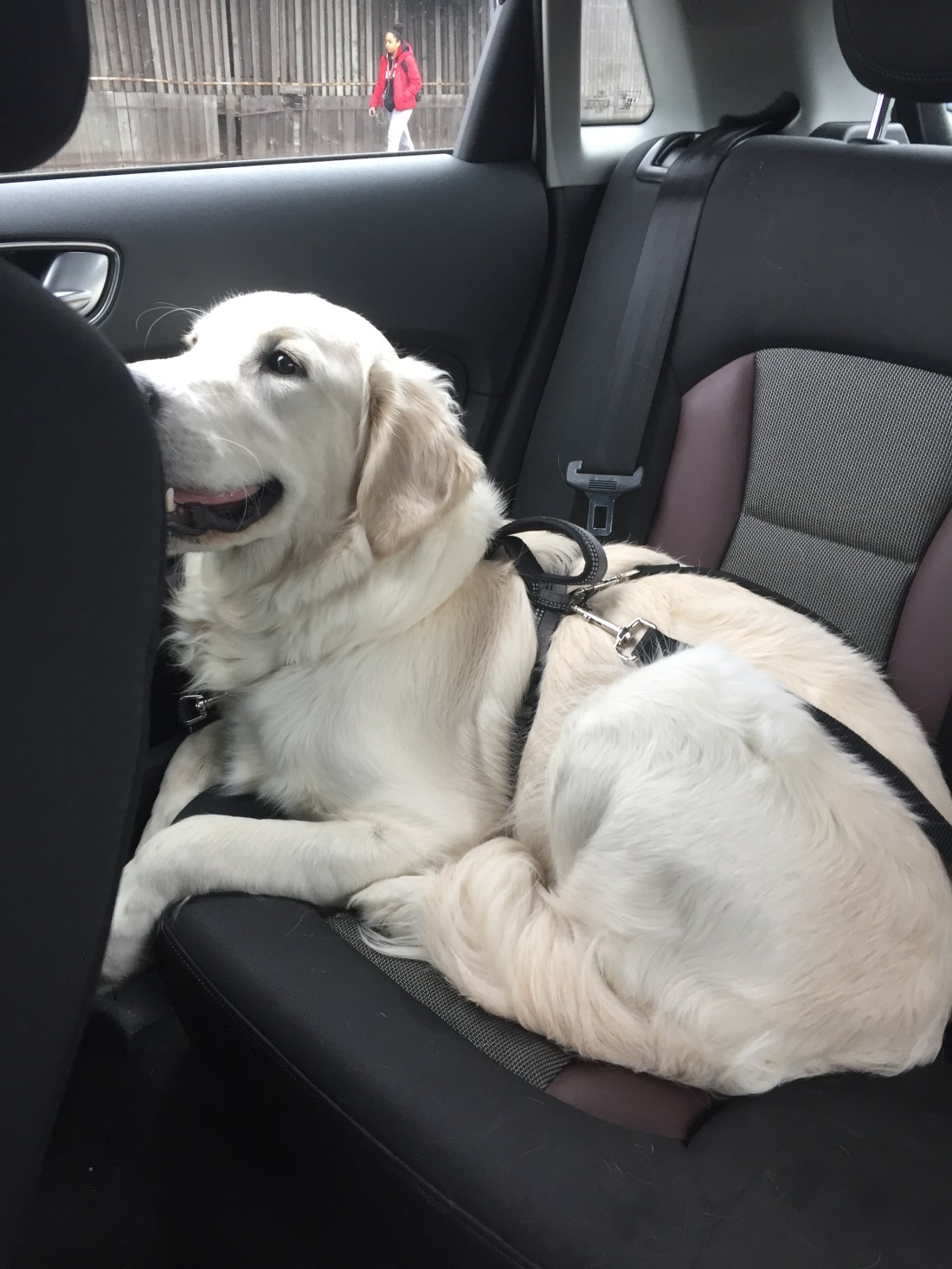 53139508_2303881509887312_4466172728302370816_n