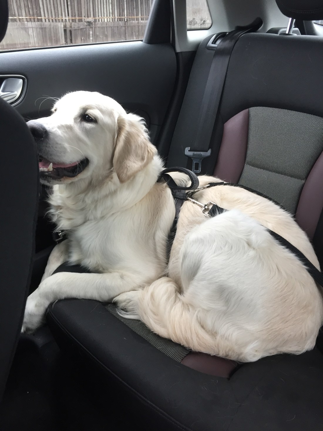 53495614_485880415280778_1570219075387260928_n