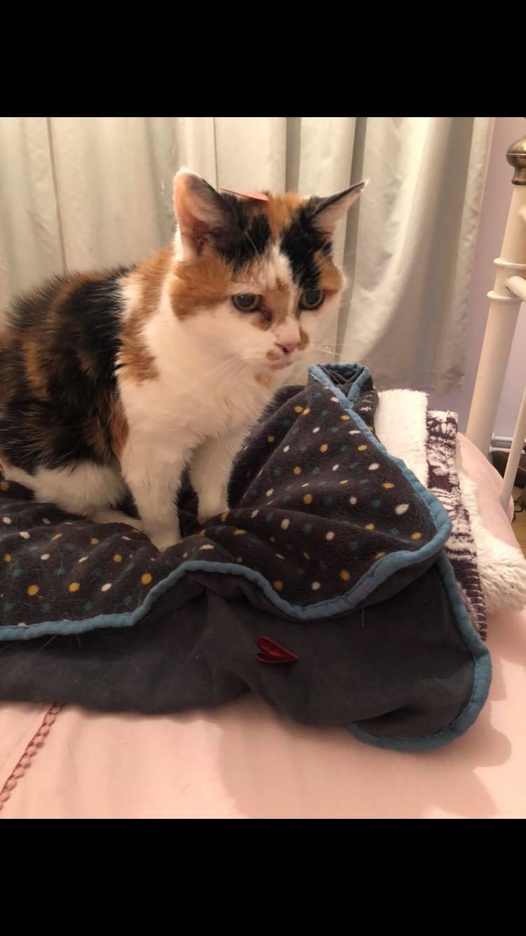 53533134_786174198417917_8596623316368752640_n